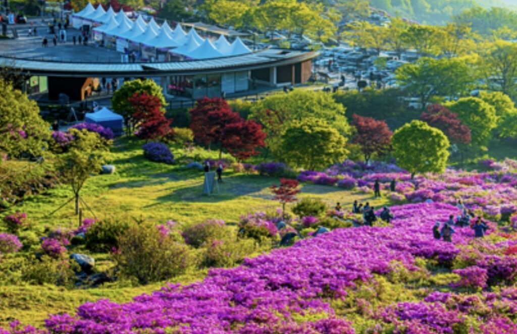 Hwangmaesan Royal Azalea Festival 2026: Bloom Timing, Parking, Shuttle, and Visit Tips