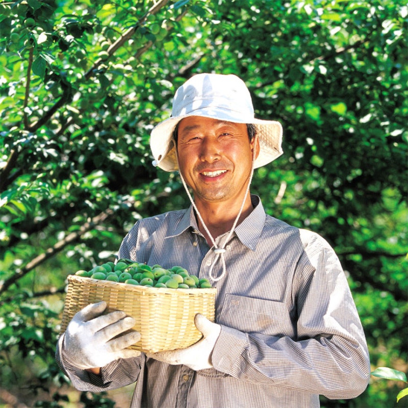 매실 엑기스 직접 담글까? 황매실 깐매실 구매 전 체크리스트