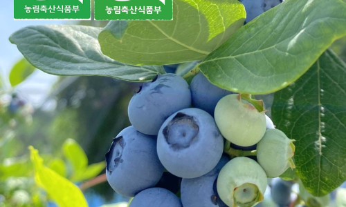 국산 무농약 블루베리 생과 사기 전 이걸 놓치면 손해