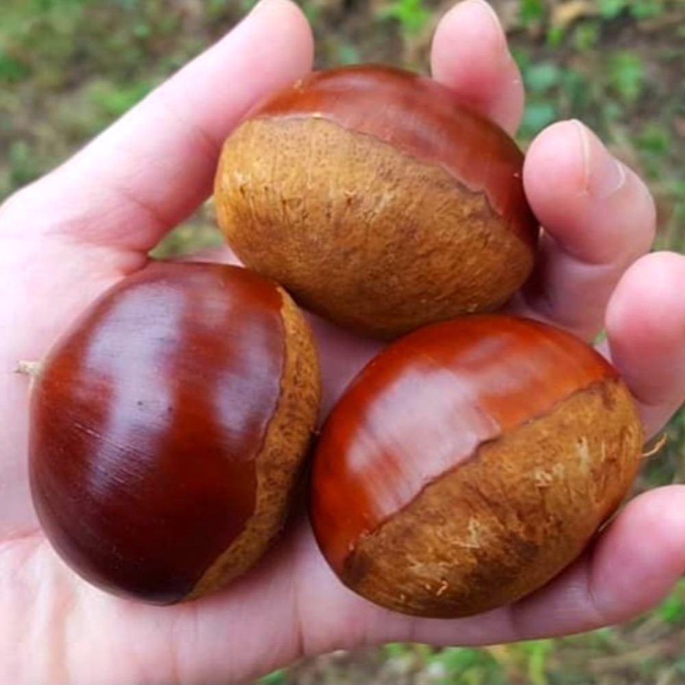 탐나유 햇밤 알밤, 가을 간식으로 살펴본 2kg 한 봉지