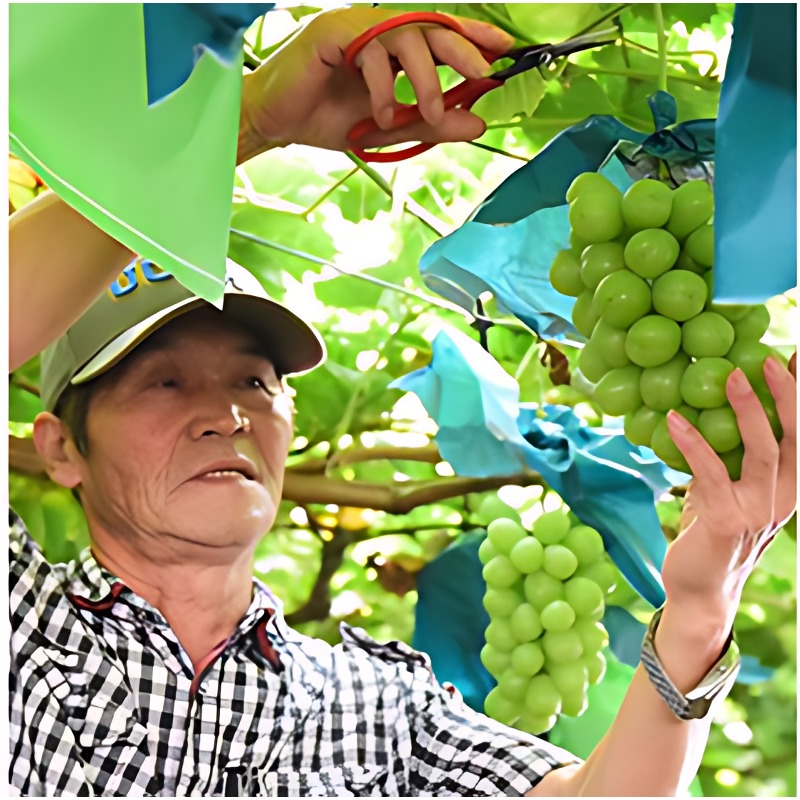 산기슭 샤인머스켓, 1kg에 6,900원이라 간식 장보기 전에 살펴봤어요 3