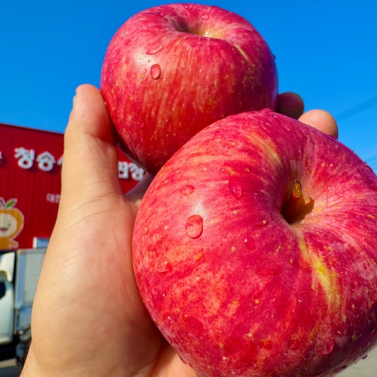 한입과득 청송 홍로 사과, 처음 고를 때는 2kg 구성부터 살펴보세요 5