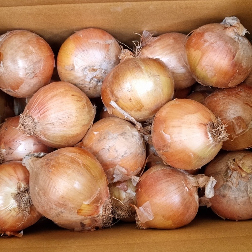 전남 무안 햇양파 특대 5kg, 부모님 댁에 보내드리면 칭찬받는 달큰한 제철 선물 2