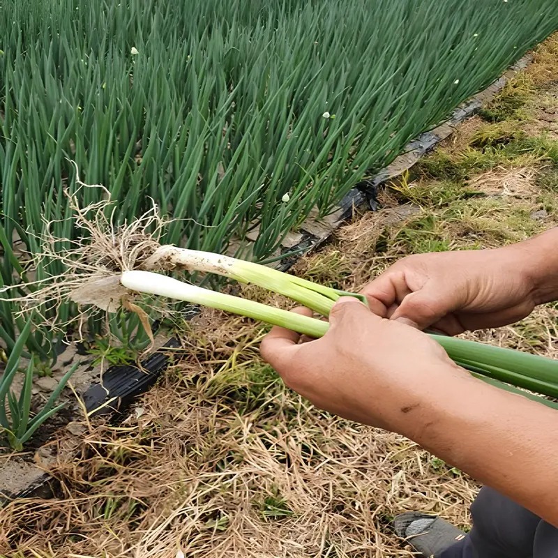 산지직송 흙대파 대파, 마트 세척 대파 샀다가 후회한 뒤로 흙대파 2kg 정착한 솔직 후기 2