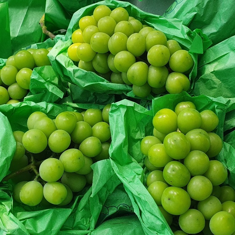 산들청과 가정용 샤인머스켓 4kg 고르기 전 확인할 세 가지 5