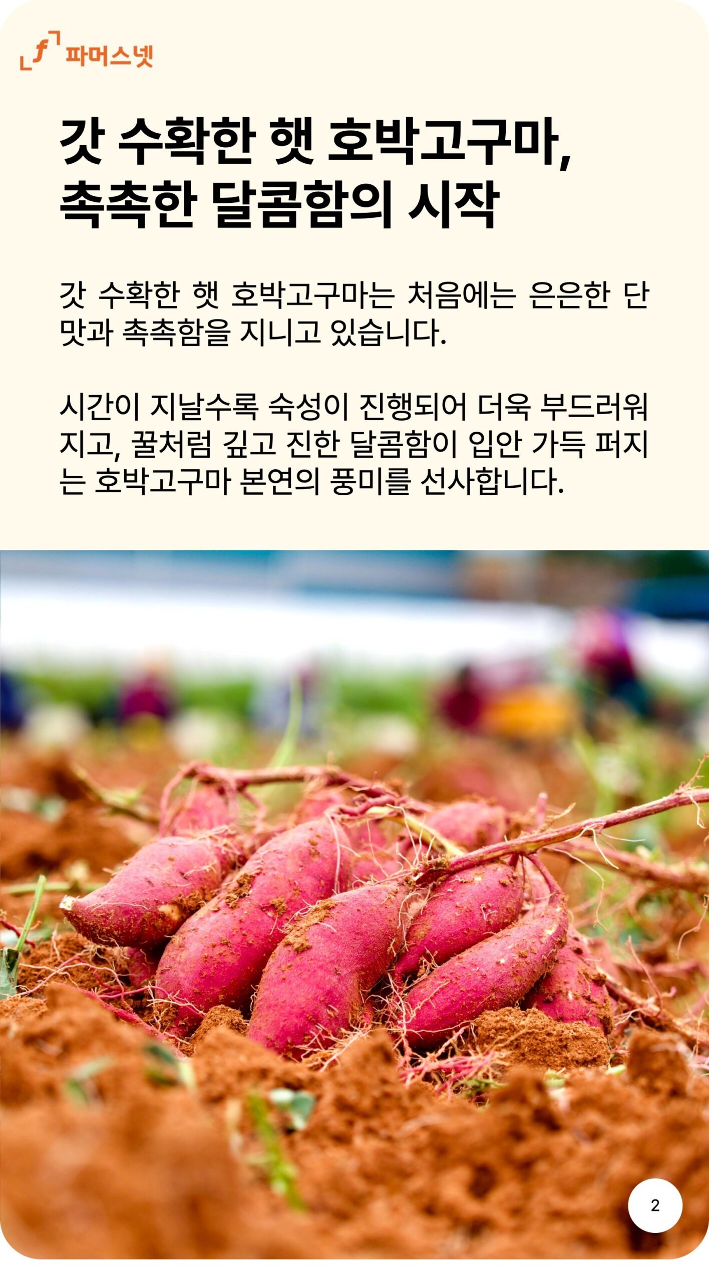 파머스넷 호박고구마 한입 5kg 구매 전 확인해야 할 3가지 기준 4