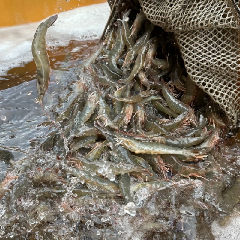 국내산 활 흰다리새우 횟감가능 1kg 내돈내산 30초 핵심 요약 3