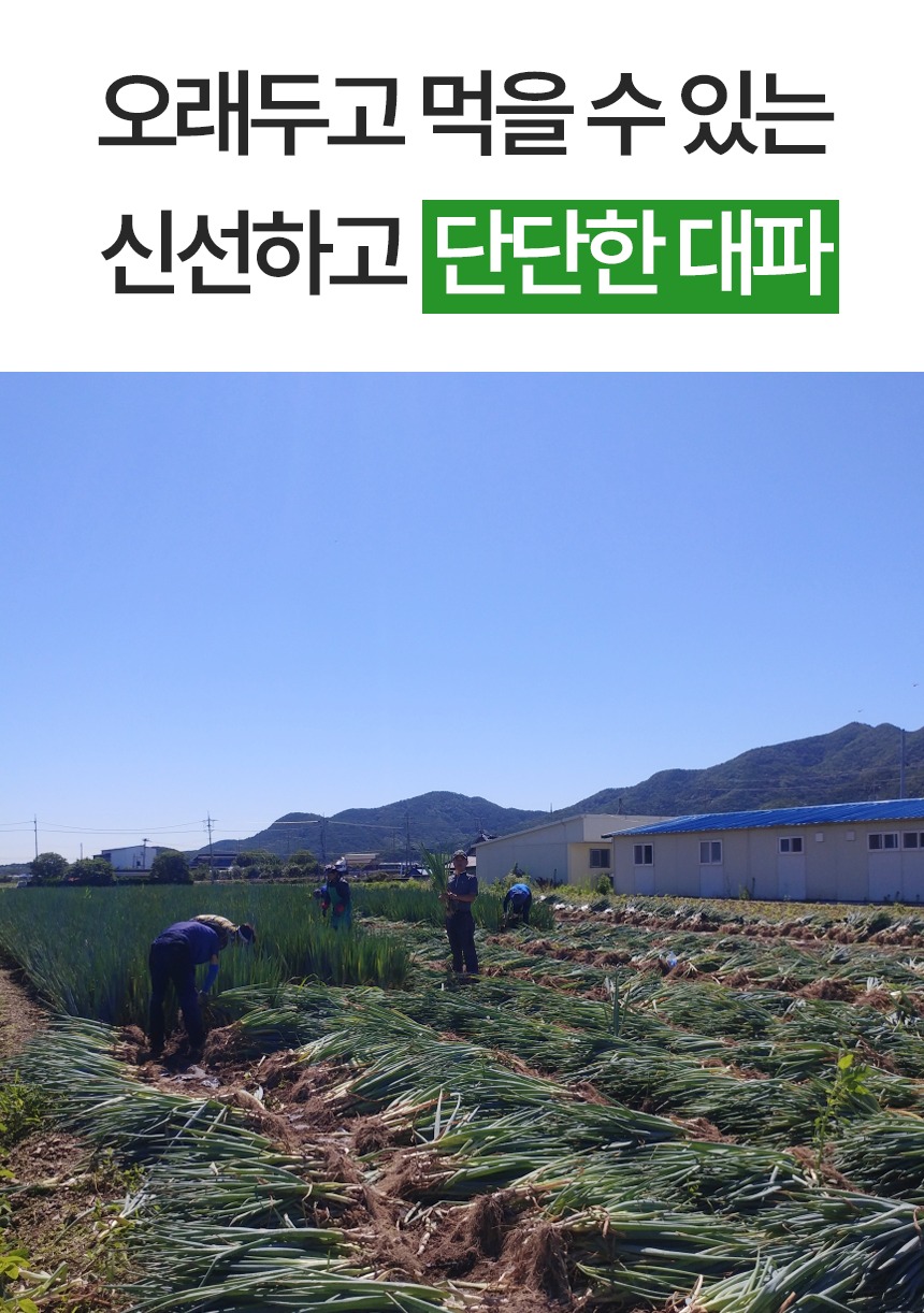 산지직송 깐대파 대파 2kg 구매 전 용량과 가성비 기준을 짚어봅니다 3
