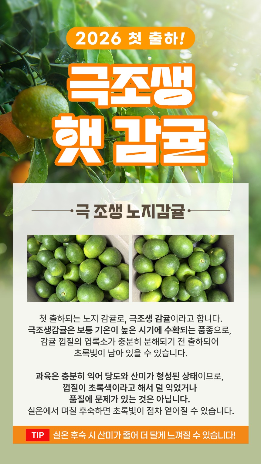 제주 극조생 감귤 10kg 알뜰하게 쟁여두는 꿀팁 전해드려요 5