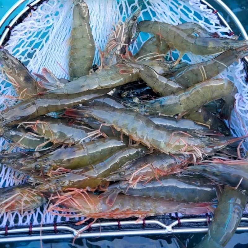 국내산 활 흰다리새우 횟감가능 1kg 내돈내산 30초 핵심 요약 2