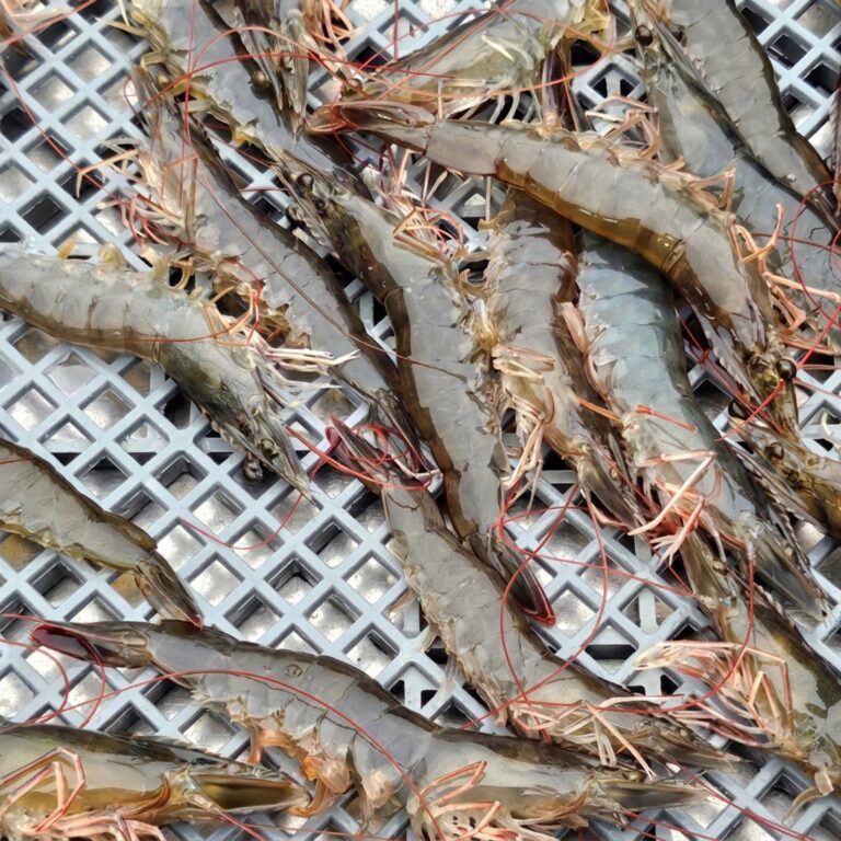 국내산 활 흰다리새우 횟감가능 1kg 내돈내산 30초 핵심 요약