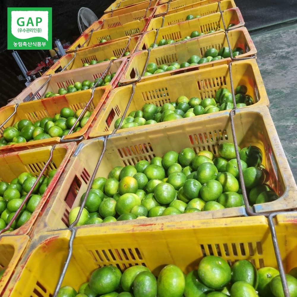 산들에담다 GAP 노지 감귤, 특품 로얄과 10kg 실구매 전 짚어볼 세 가지 기준 4