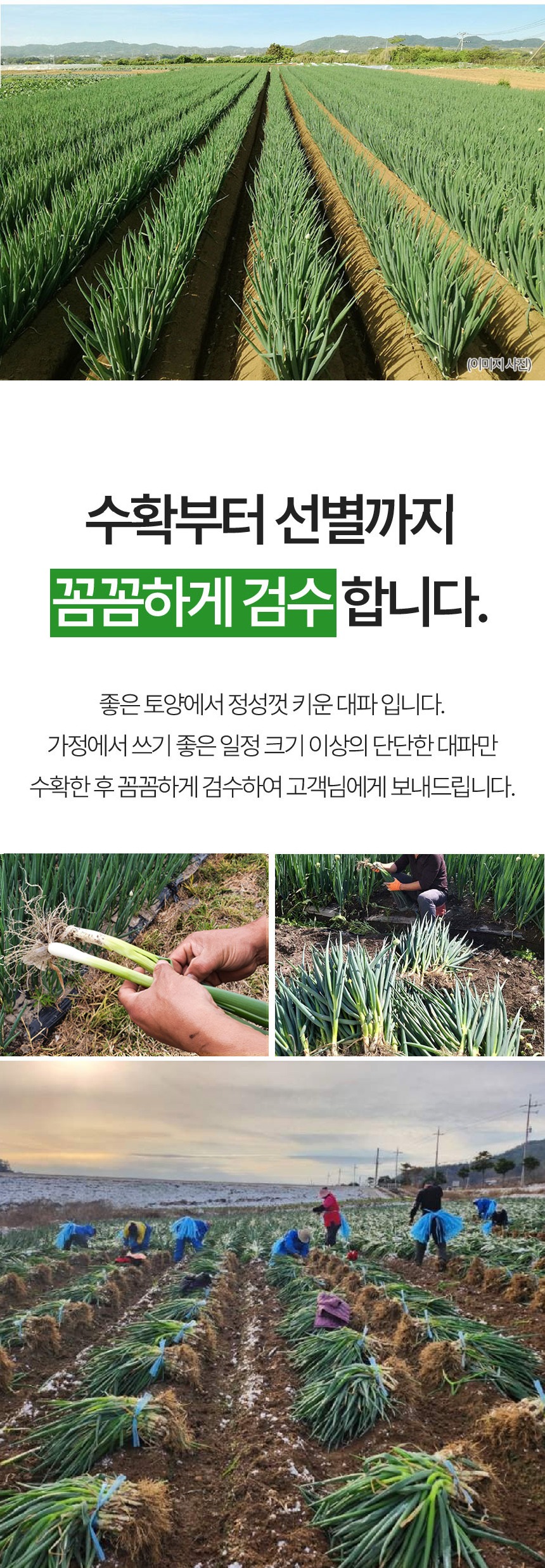 산지직송 깐대파 대파 2kg 구매 전 용량과 가성비 기준을 짚어봅니다 5