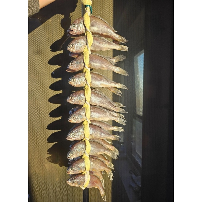법성포 정품 영광 굴비 20마리 구성, 가성비 반찬으로 딱 좋은 이유 정리했습니다 3