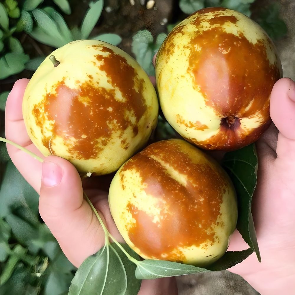 탐나유 사과대추 1kg 장바구니 담기 전 확인할 점은?